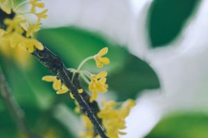 how many jade plants in one pot