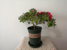 what plants look good in blue pots