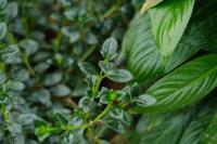 is epsom salt good for lavender plants