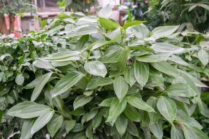 how often to water snow peas plants