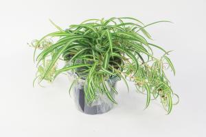 Can the cut Chlorophytum be hydroponically cultured