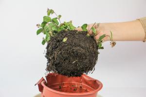 how to plant red sedum i gallon pots