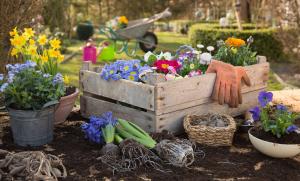 how to plant wildflowers in pots