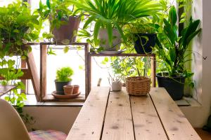 how do you water plants under a polytunnel row cover