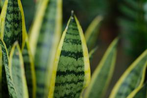 how many coconut trees can be planted in one acre