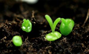 can a bleeding heart plant grow in a pot