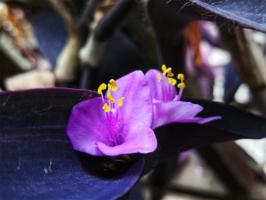 can you plant a banyan tree in florida