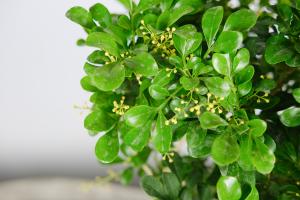 how often to use soapy water on plants