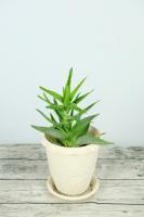 how long to propagate snake plant in water