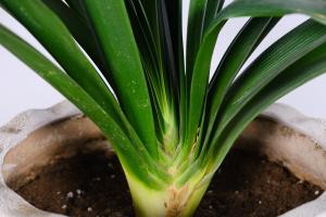 how to plant asparagus and tomatoes together