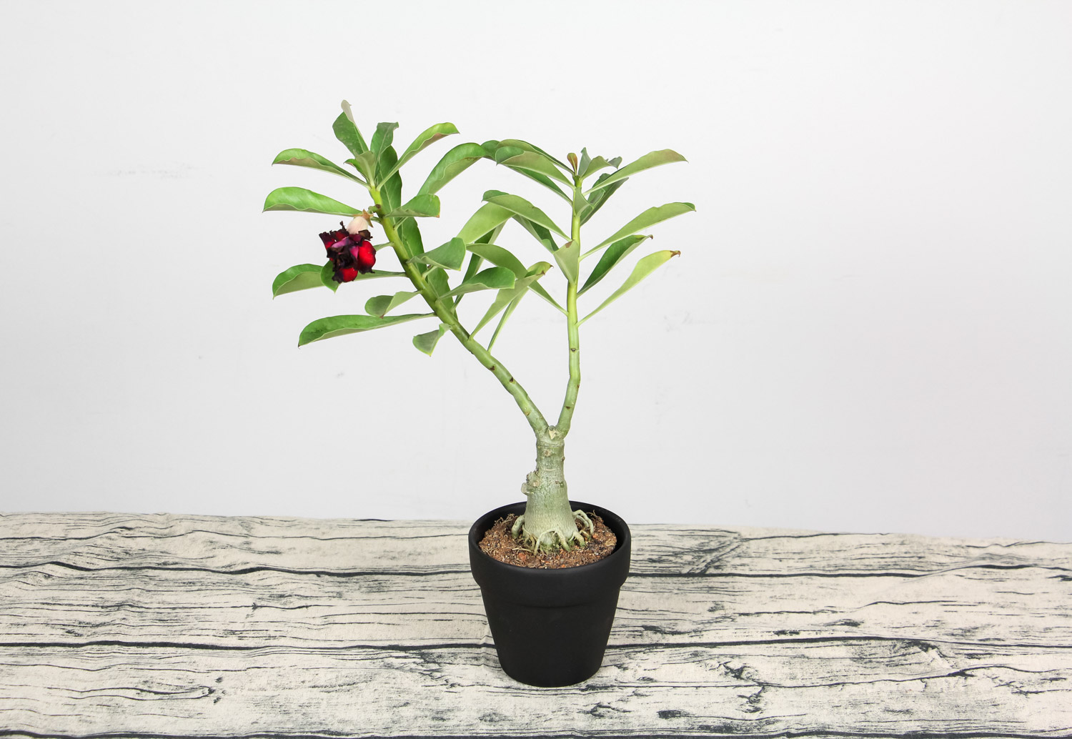 Adenium obesum