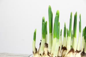 how to water plants when you're on vacation