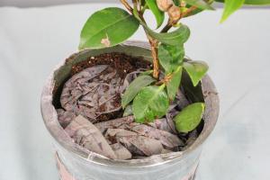 how often to water yucca plant in winter