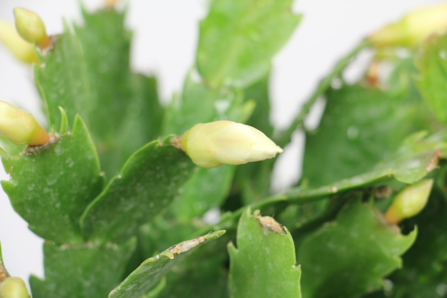 crab cactus