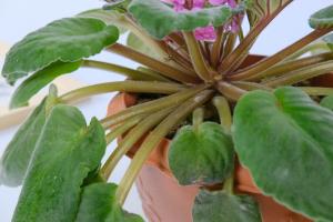 how is coffee good for plants
