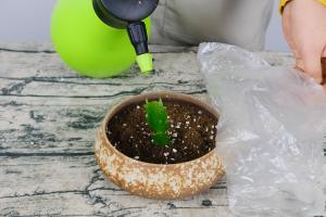 how does aspirin water help plants grow