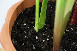 how many strawberry plants in one pot