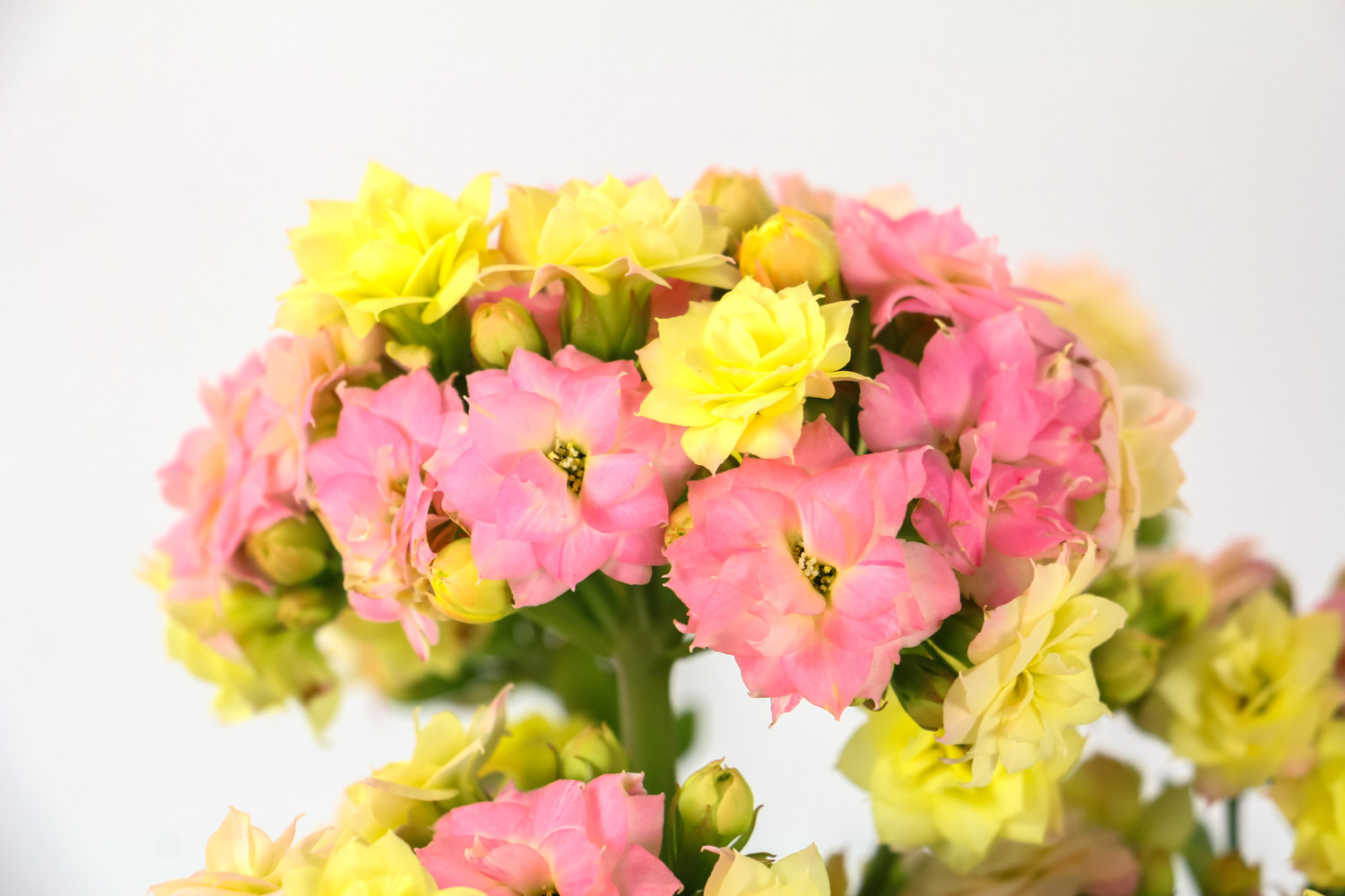 Longevity flower