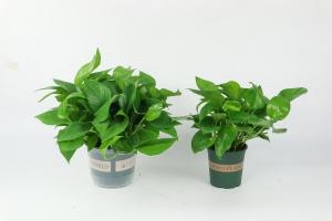 how long to water potted plants