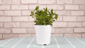 how many pot plants can we grow in michigan