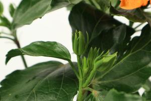 which plant part is absorbs water and minerals from soil