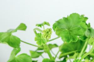 how plants and tree colors draw attention