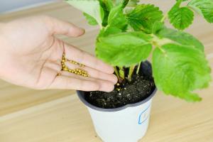 how do i plant begonias in pots