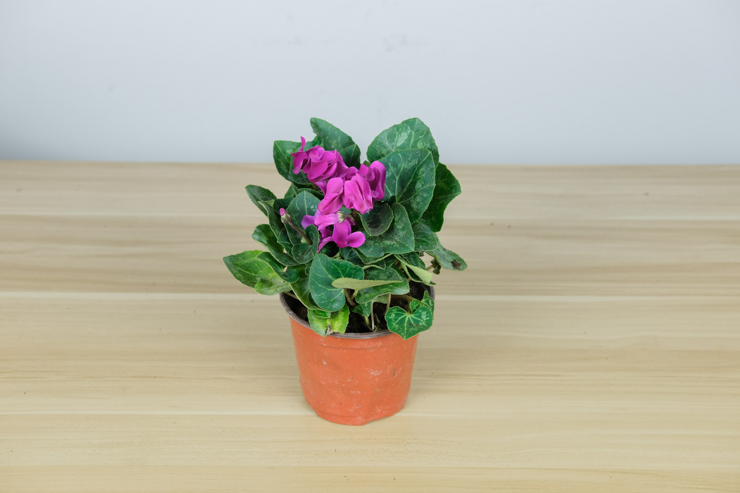 Cyclamen
