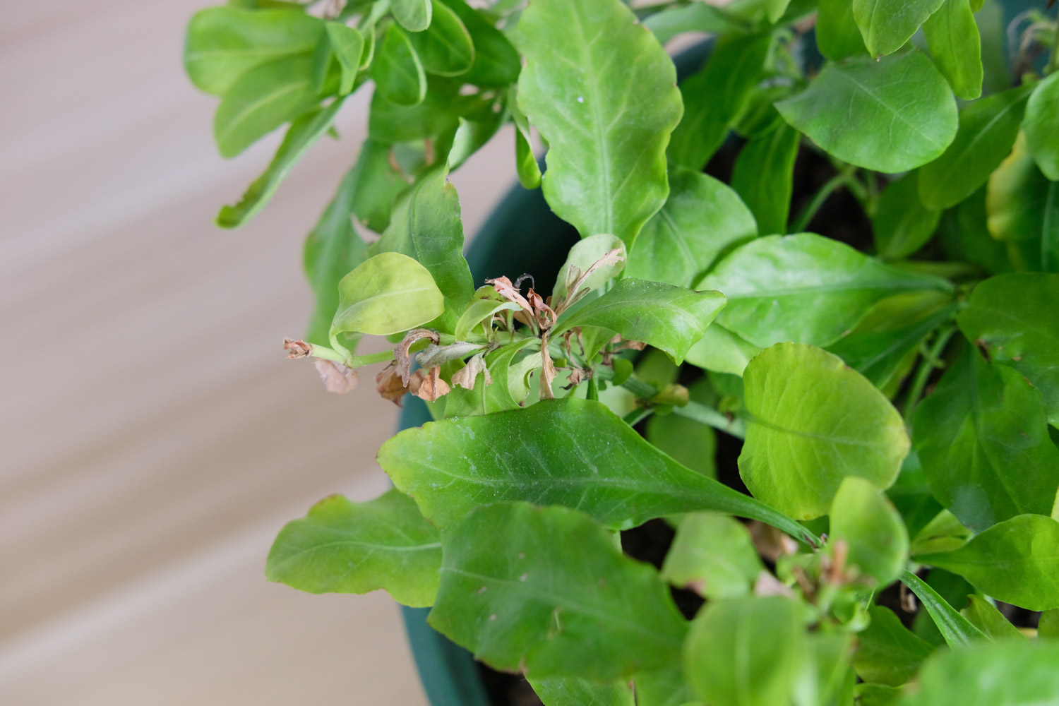 Plumbago Auriculata