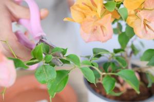 what makes leaves on tomato plants turn yellow