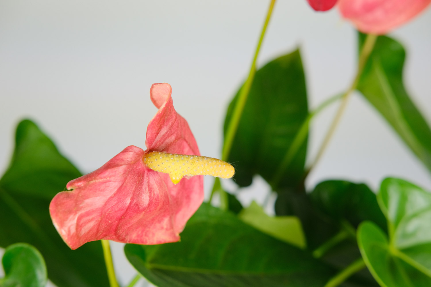 Anthurium