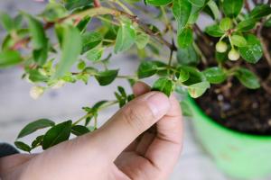 when to plant a robinia tree