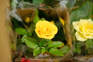 how to plant dahlia tubers in a pot