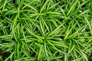 how to plant a pinon tree