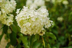 Can Hydrangea be hydroponically cultured