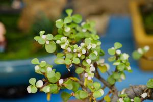 how often should you water hindu rope plant