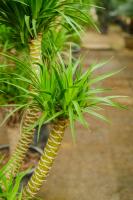 How to raise dragon blood tree in spring