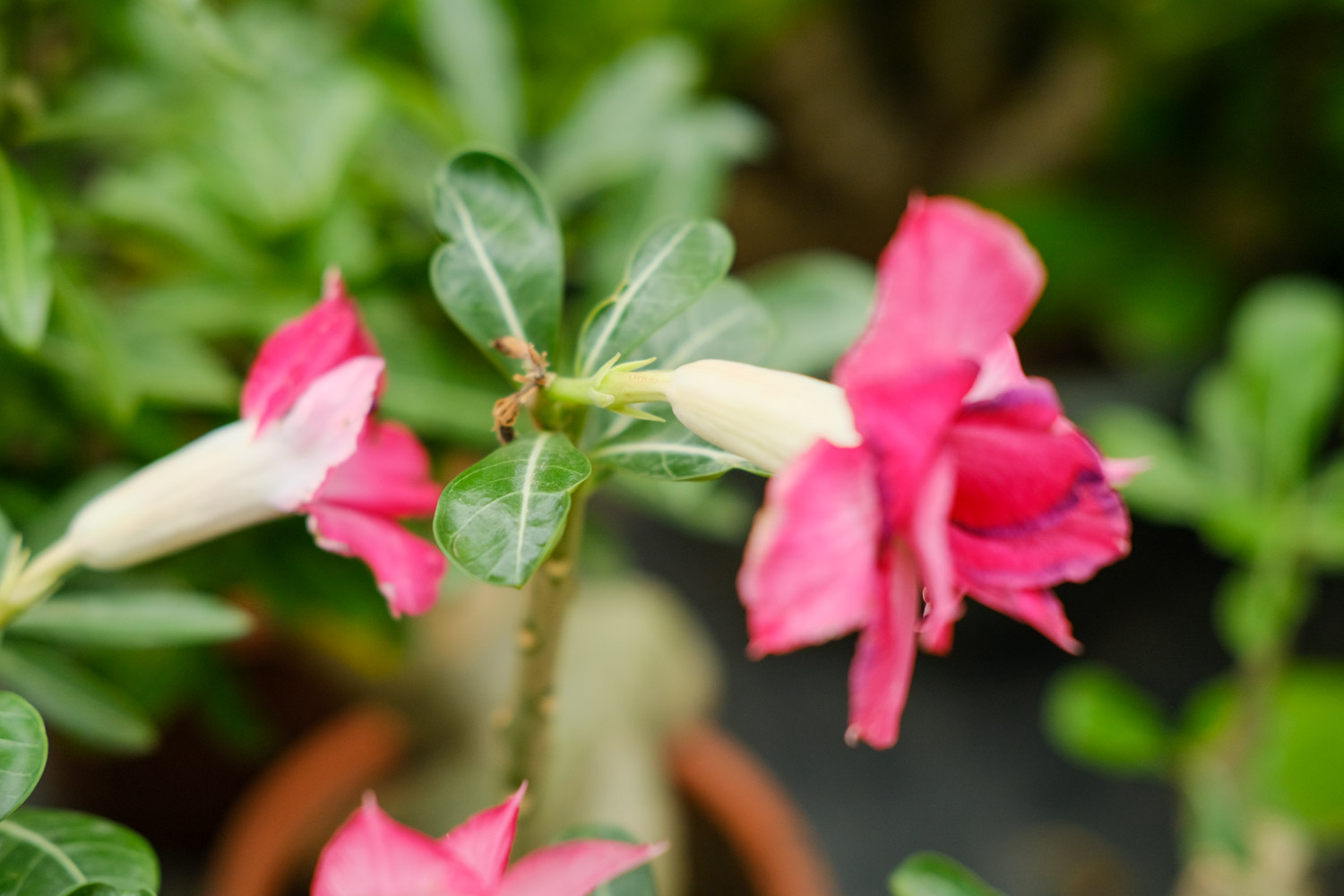 Adenium obesum