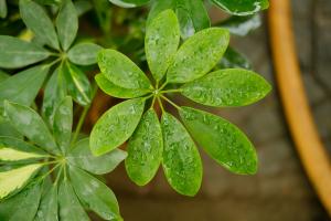 how long to wait to fertalize tomatoes after planting