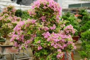 what temperature will kill potted blueberry plants