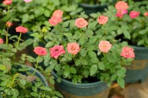 how to plant honesty seeds in pots