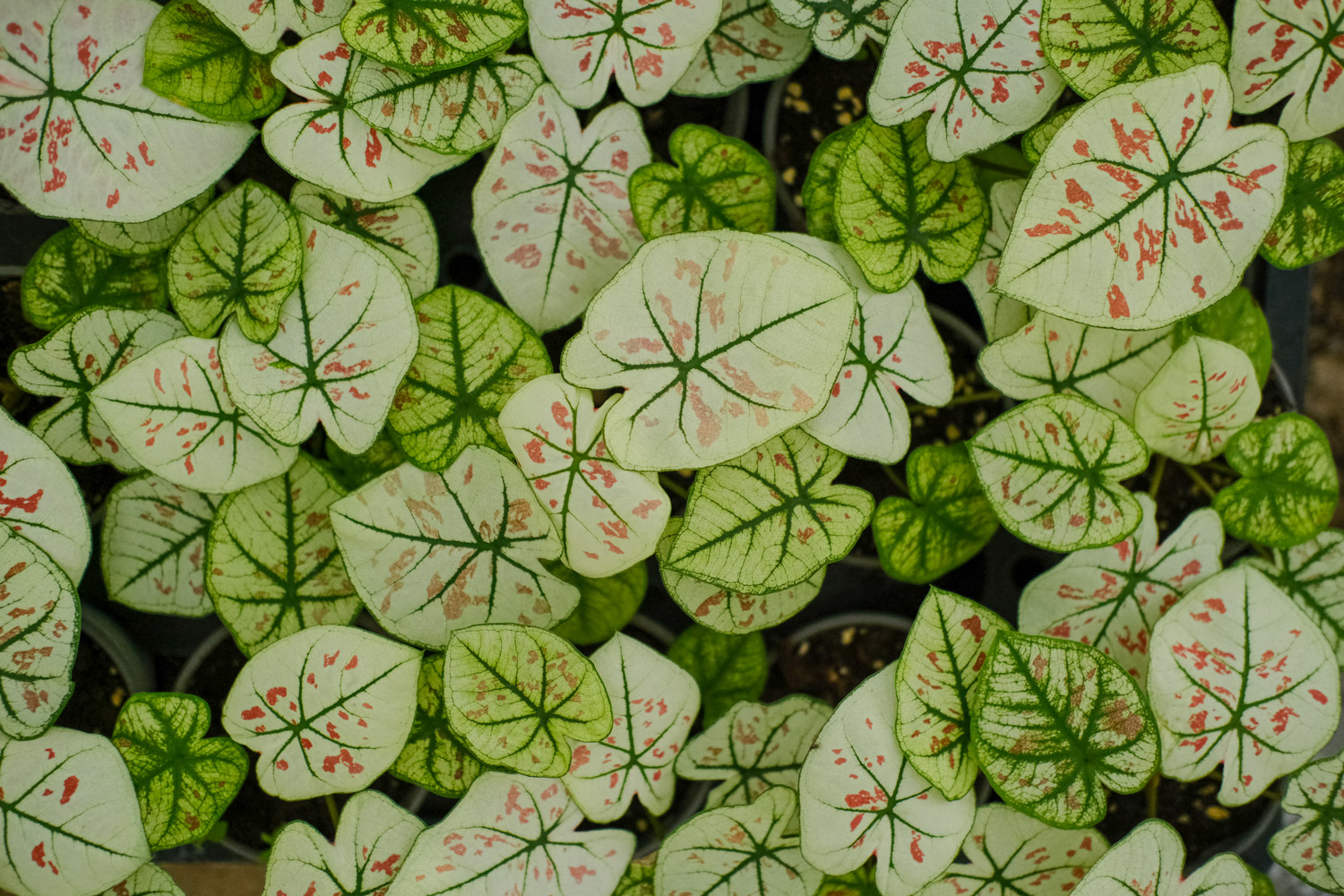 Caladium