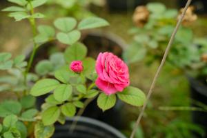 how often should you water bonsai plants