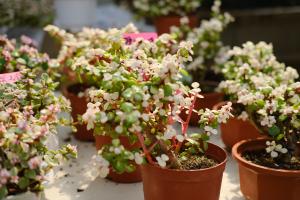 how to care for money tree plant indoors