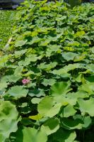 When does the lotus bloom