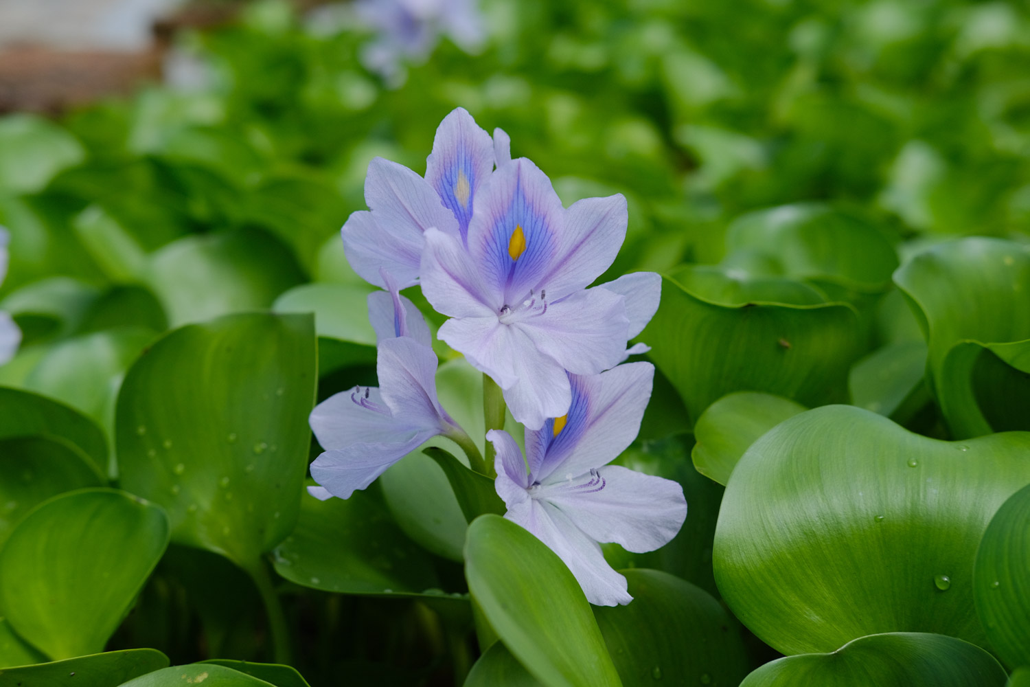 water hyacinth