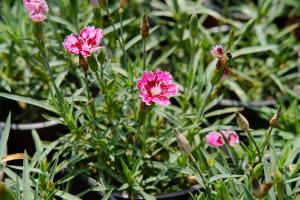 how long until tomato plants flower