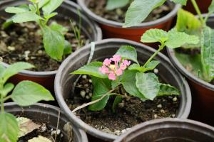 how far to plant fig tree from house