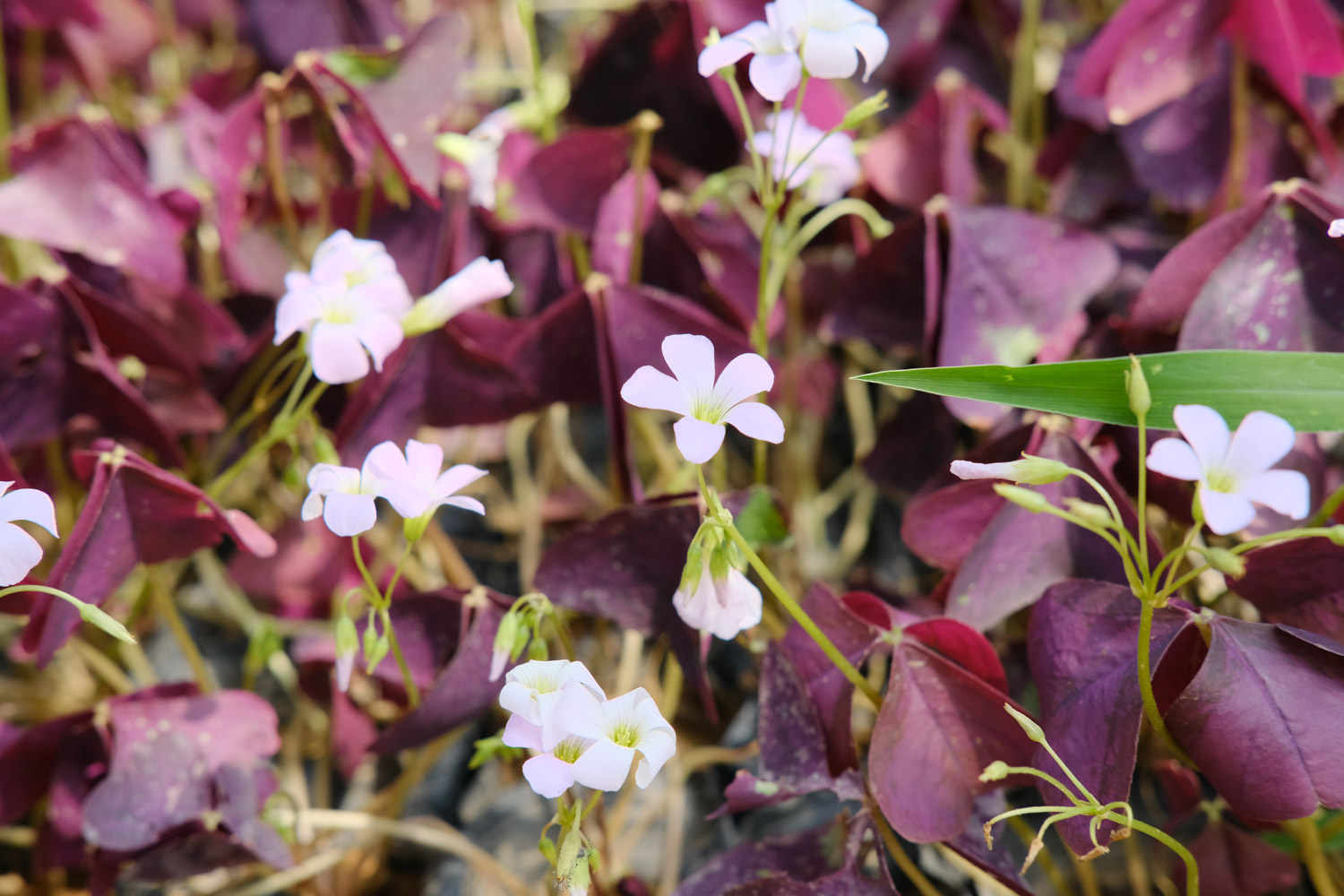 Oxalis