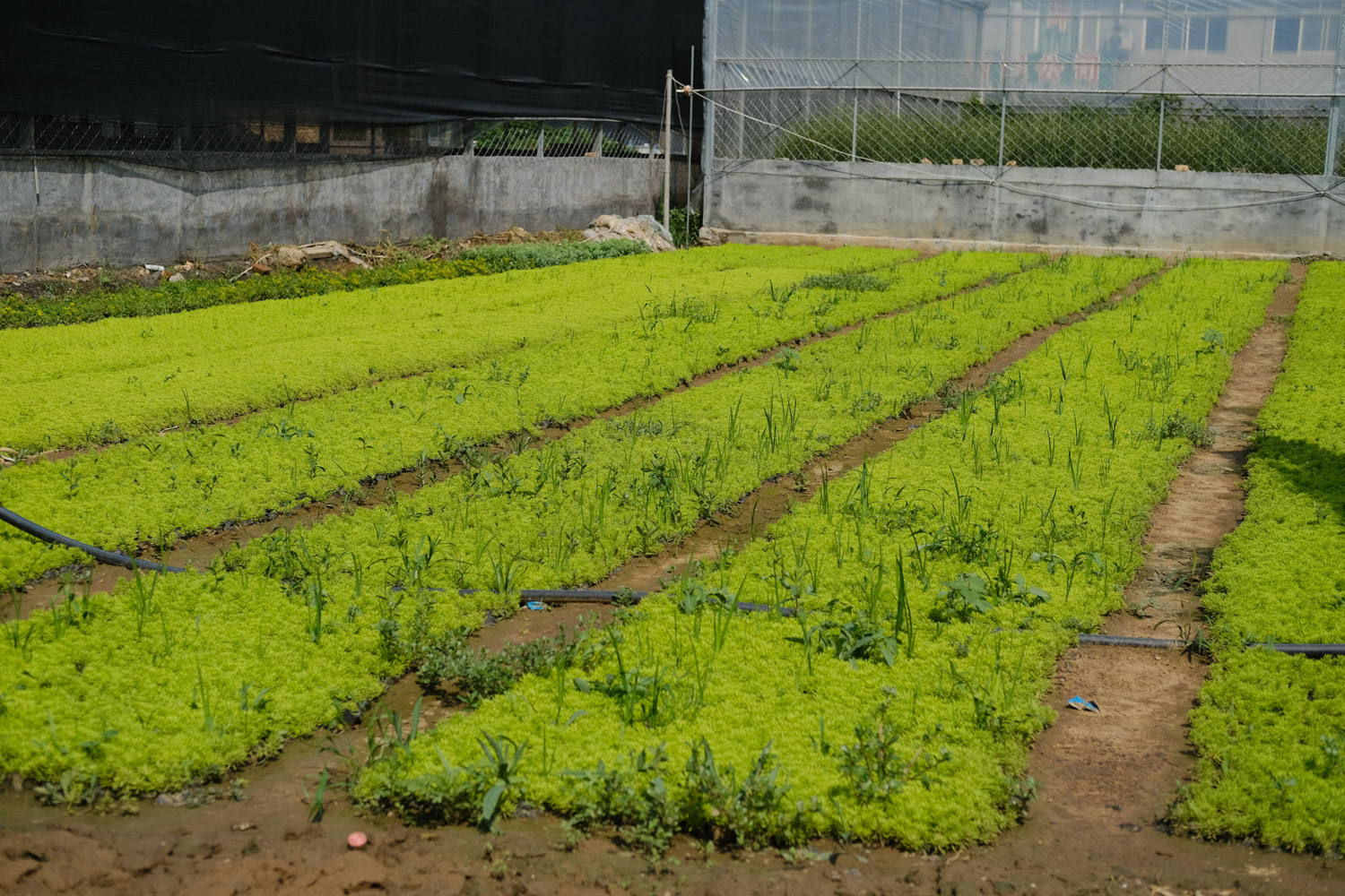 Golden perennial grass